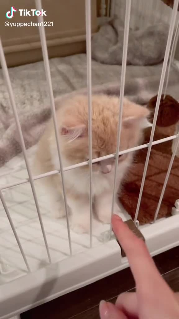 kawaii#makemefamous #recommendedmovies #hipsdance #おすすめのりたい #運営さんお願い大好き #スコティッシュフォールド #子猫 #猫