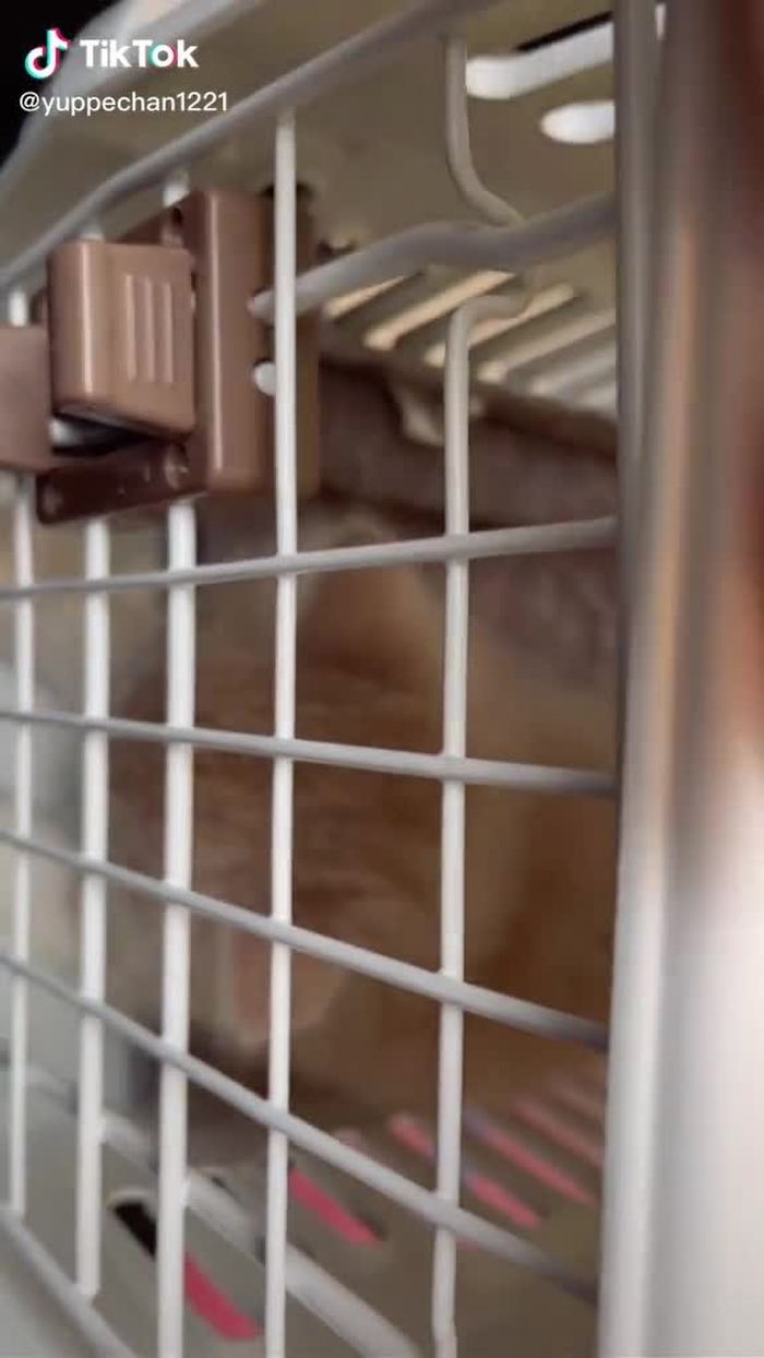 来て2日目で病院行きじゃないあなた！！#スコティッシュフォールド #猫 #子猫 #おすすめのりたい #運営さんお願い大好き #ゆいぱん #makemefamous #recommendedmovies