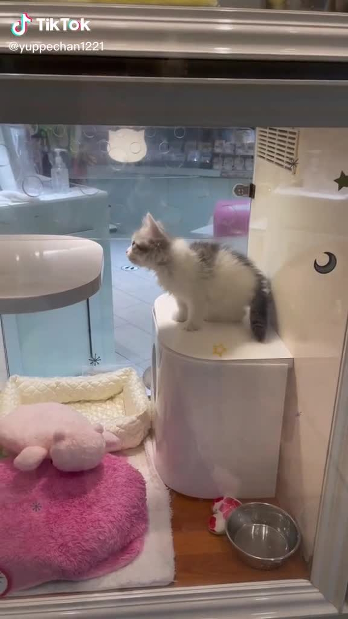 🐱kawaii#makemefamous #recommendedmovies #fyp #hipsdance #おすすめのりたい #運営さんお願い大好き 1