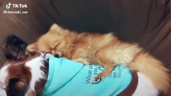 #犬 #可愛い #ペット #家族 #パピヨン #ポメラニアン #仲良し #おやすみ