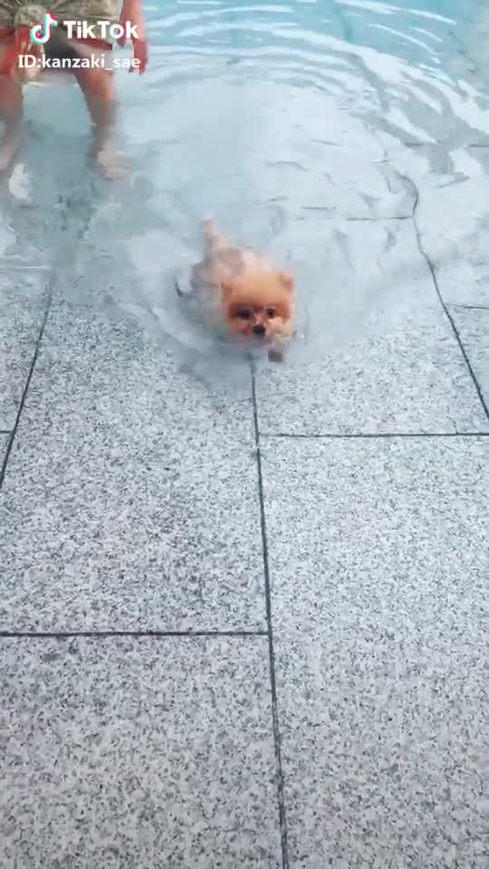 #犬 #ペット #ポメラニアン #泳げた #頑張ったね