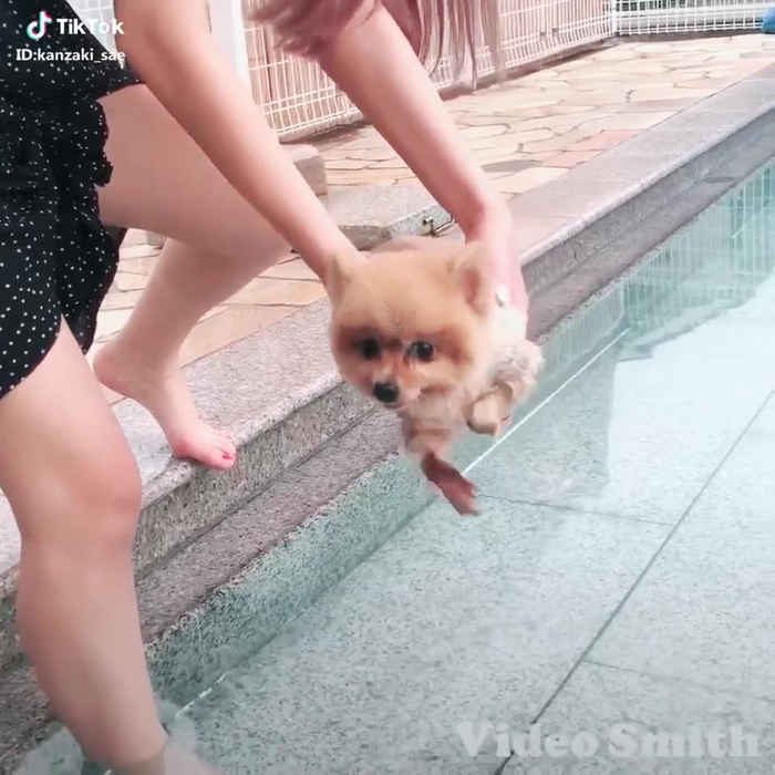 #犬 #ペット #ポメラニアン 去年泳げたのに😥🤲