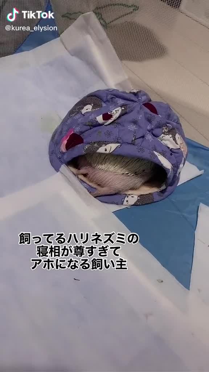 #ハリネズミ #hedgehog