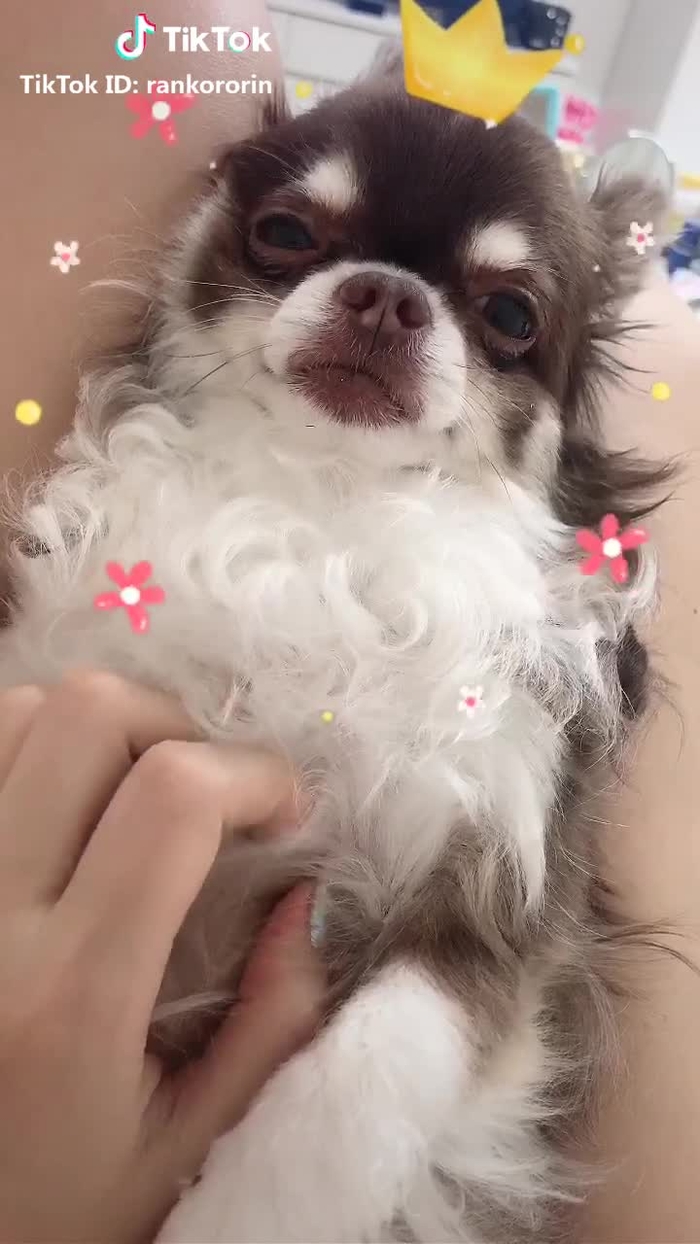 のりおがフィルターデビューした❤️ #見飽きないよ#甘えん坊#肉球フェチ#うちの子デビュー#日常vlog