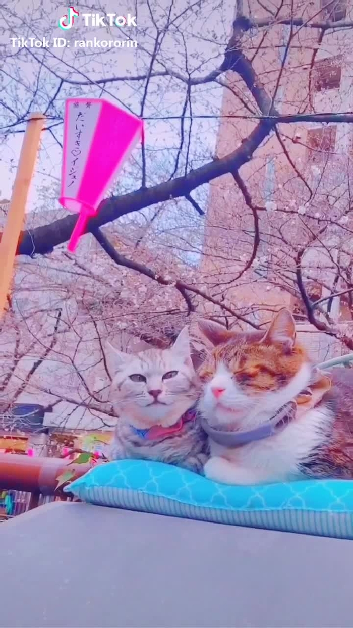 猫ちゃんもお花見🌸🐈💕中目黒で運が良かったら会えるかも？💓#平成最後の桜祭り#猫#日常をtikる #tiktokで世界を旅しよう#中目黒