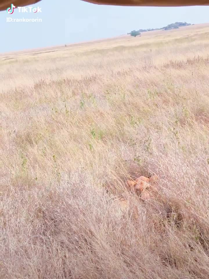 窓なしのジープから野生のライオンを盗撮🦁(ガン見)