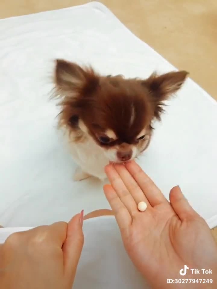 TikTok (ティックトック) で ❀蘭子❀ (@rankororin) の動画を見る 10