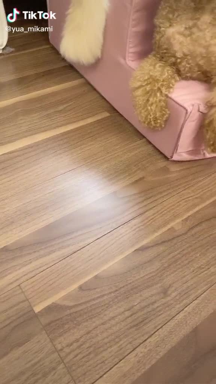 せっかく階段買ったのに使い方間違えてる🤣#犬のいる生活 #犬のいる暮らし #犬