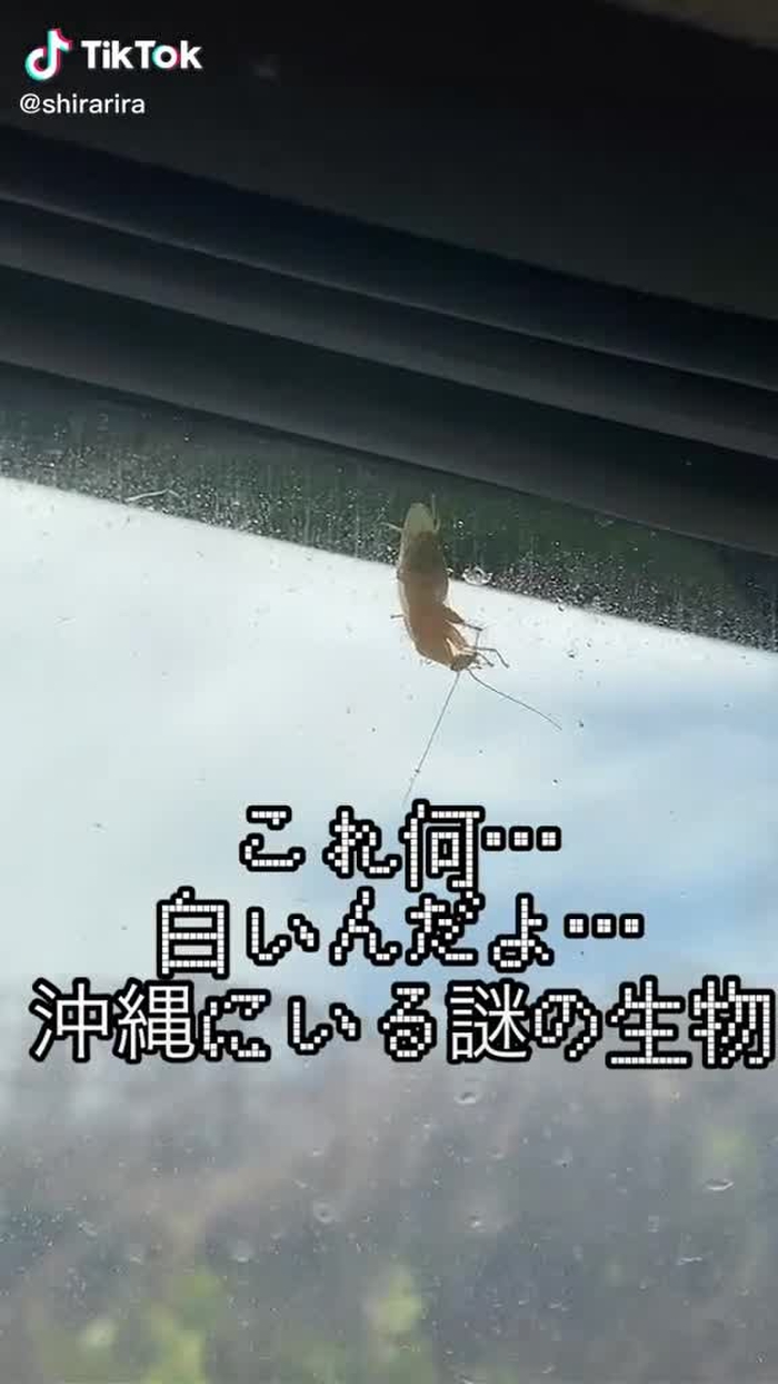 これ何…沖縄で見つけた