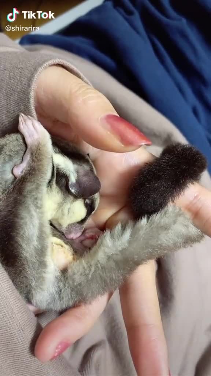 どこでも寝れる子だけど足が#ペットのいる暮らし