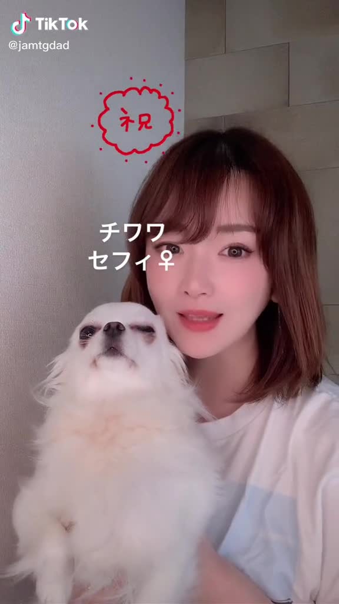 #頭がいい犬#壁チャレンジ#チワワ #ミニチュアダックス#愛犬家 #ゴールデンレトリバー #大型犬#多頭飼い #動物がいる暮らし