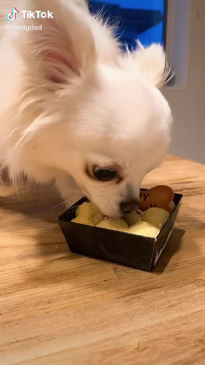TikTok (ティックトック) で Mカップの日常 (@jamtgdad) の動画を見る 1