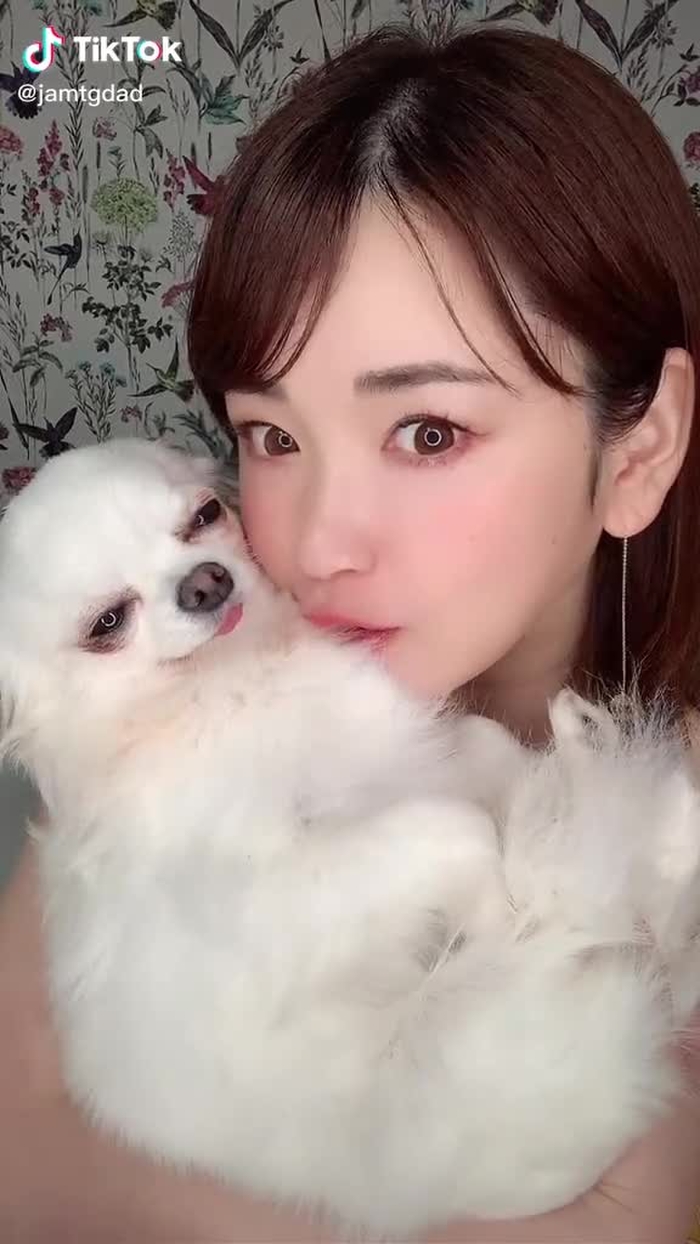 #チワワ#うちの子が可愛すぎる #オススメ載りたい#運営さん大好き