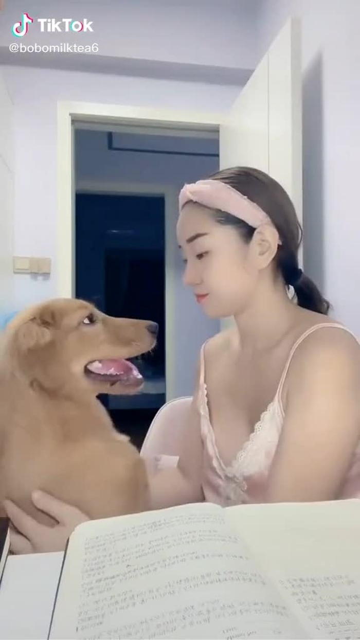 #金毛 #狗狗 人类最好的朋友