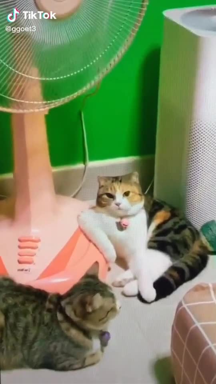 This is my boss 😼 #cute #cat #fyp #foryou