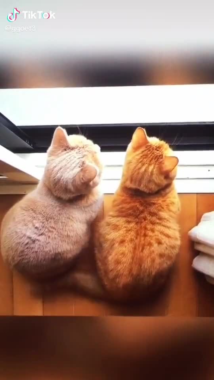 I want to squat with them 🥺🥺 #cute #cat #fyp #foryou