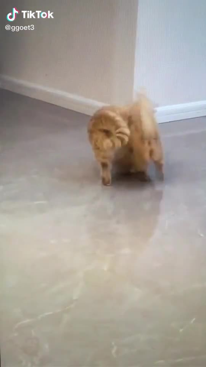 Nanghty kid 😹 #cute #cat #fyp #foryou