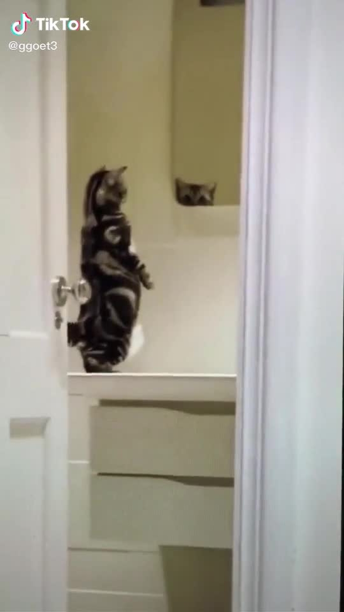 Did you see me 😺 #cute #cat #fyp #foryou