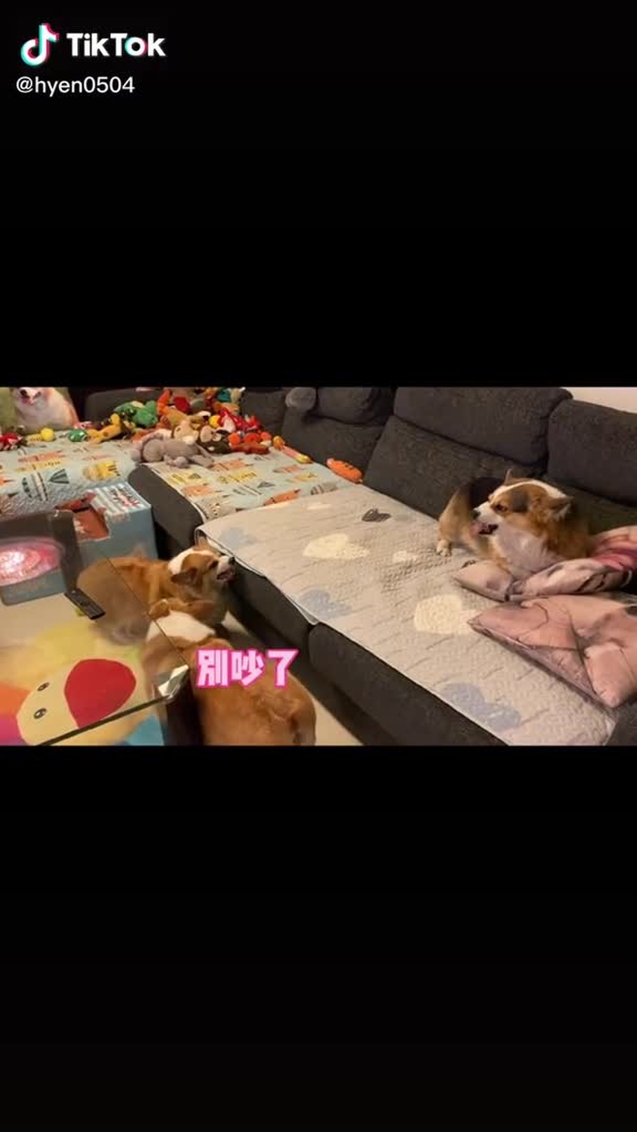 吵架绝对不能伤和气，距离控制的刚刚好，还有会劝架的猪猪 #fypシ #foryou