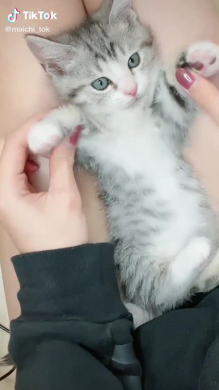 先生の子猫時代#猫 #猫のいる暮らし #マンチカン