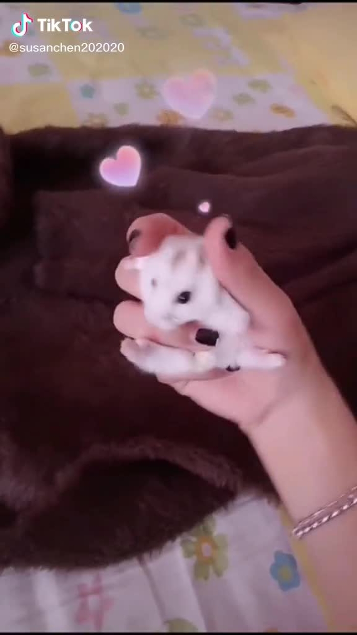 How do you pet your hamster at home?