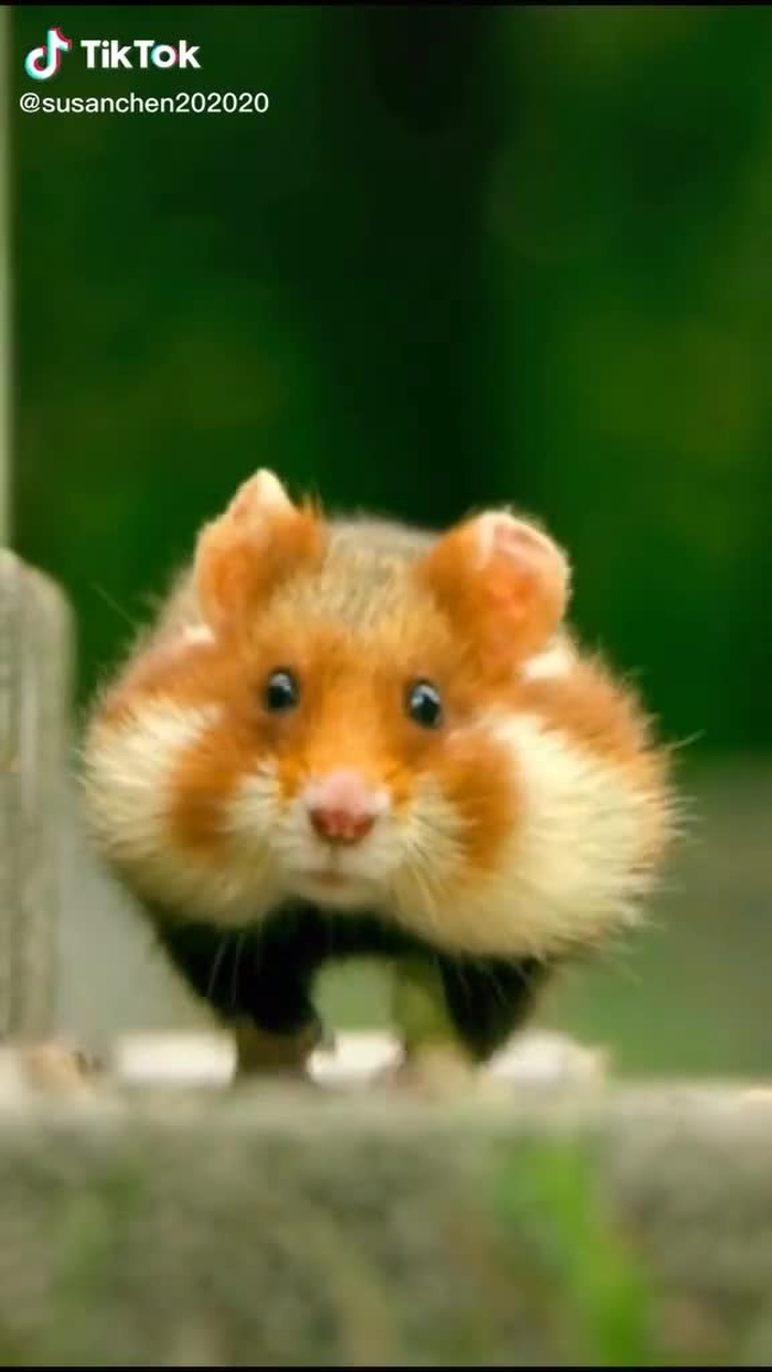 Little cutie is running to you🐭