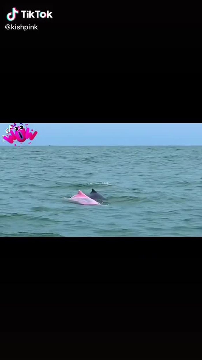 pink dolphins..