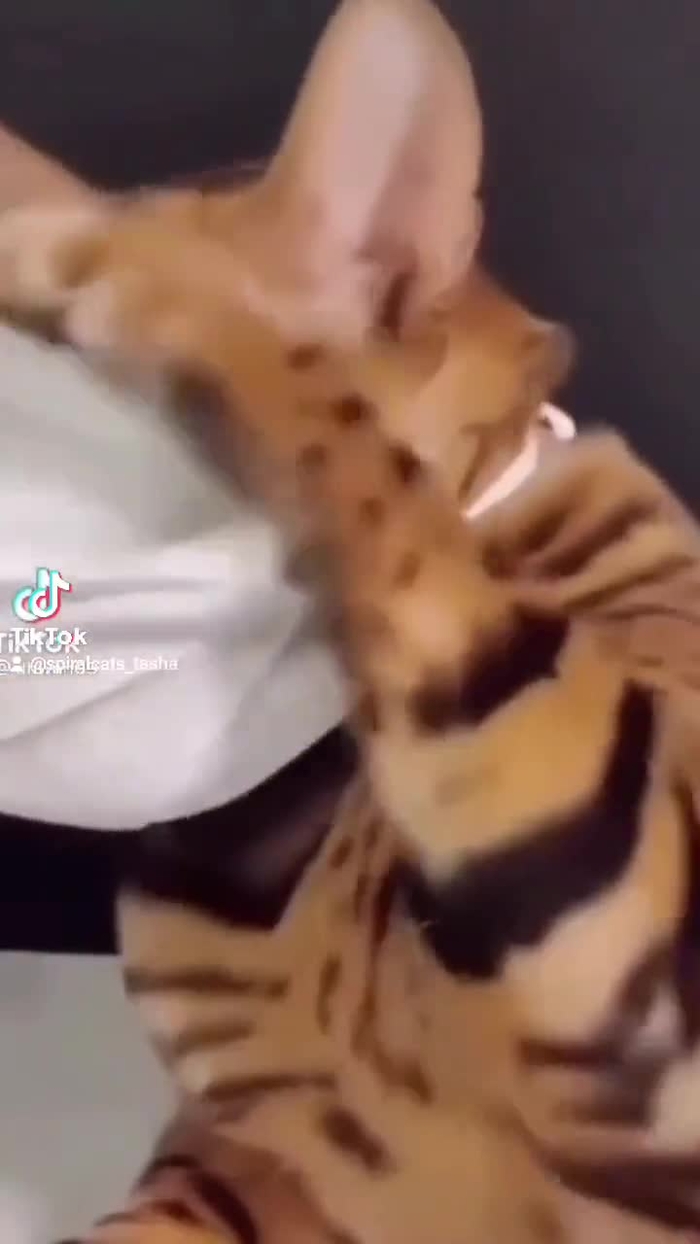 TASHA