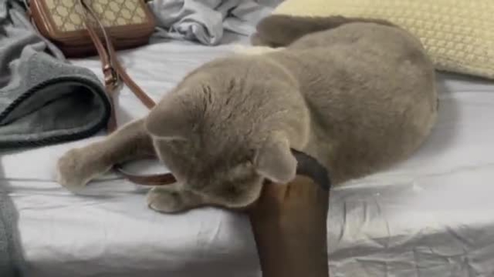 轩萧学姐