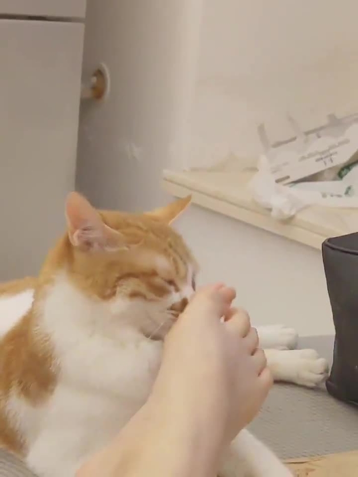 呆呆 20
