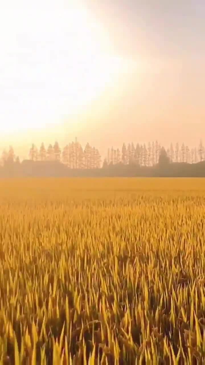 千葉チュチュ 30