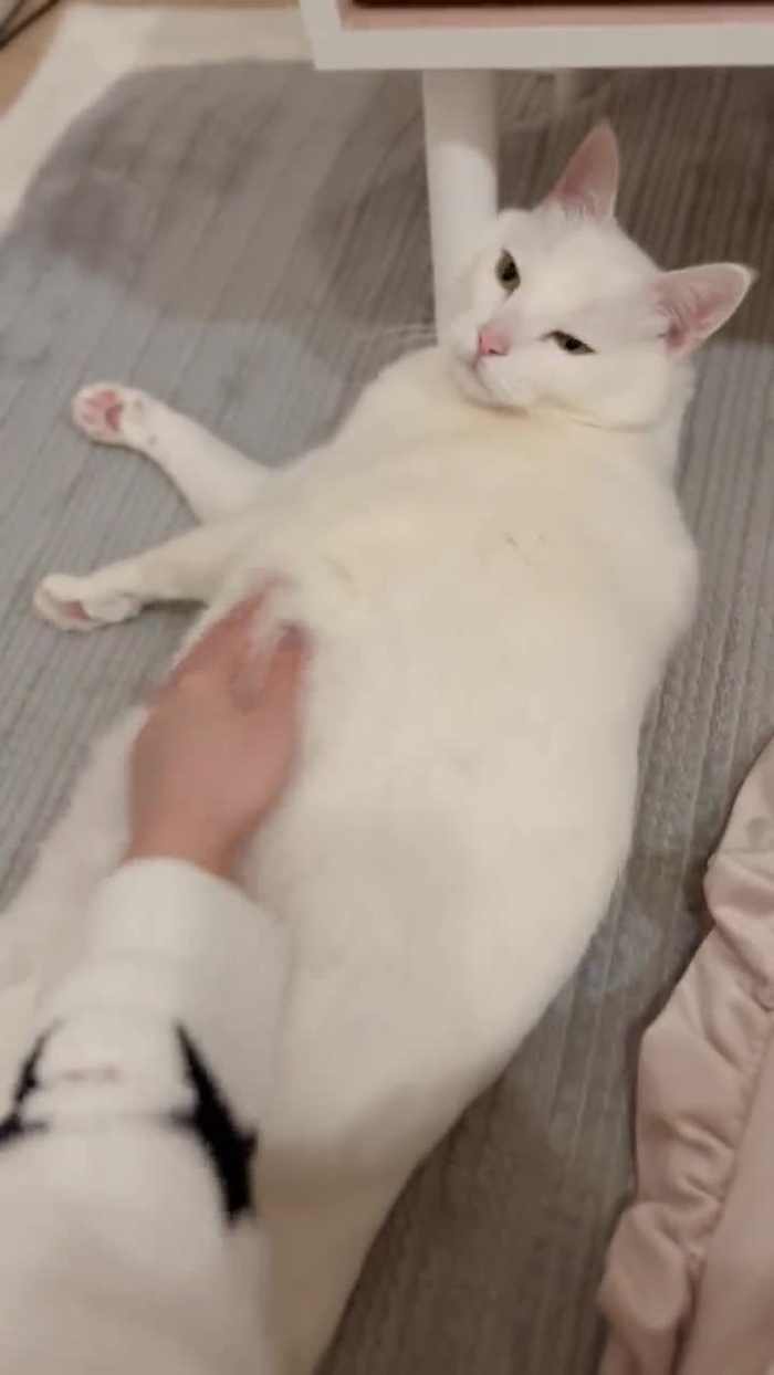 古河由衣 85