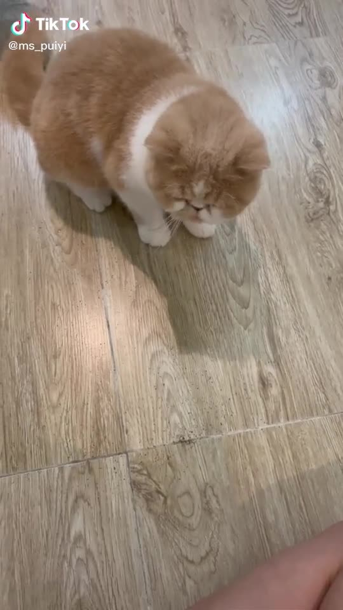 ms_puiyi 126