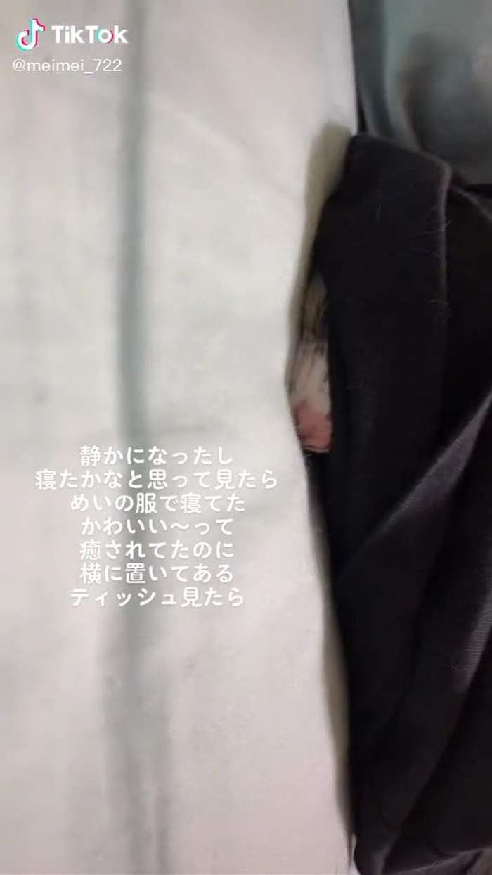 TikTokで🍓🐰雛鶴めい🐰🍼さんをチェック！ 2