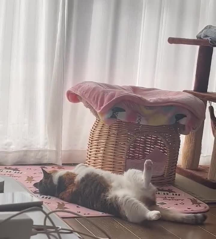 みきの🐹♨️ 12mkn3