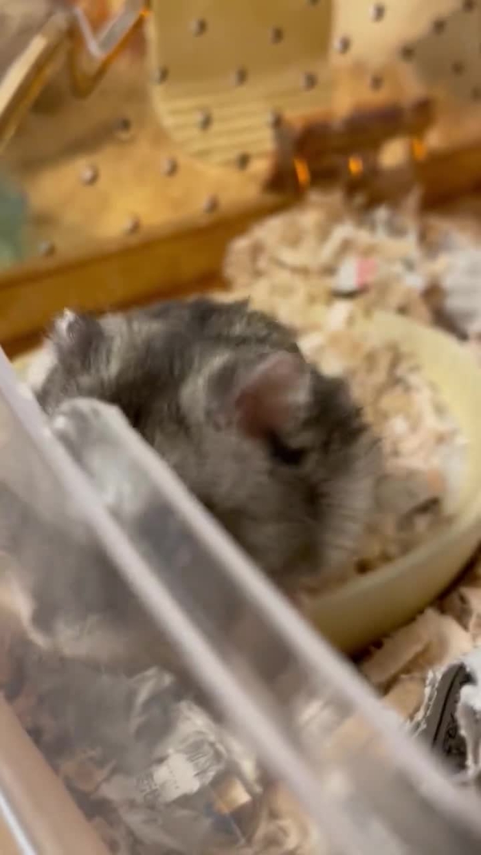 NRK the Hedgehog nrk_h 1