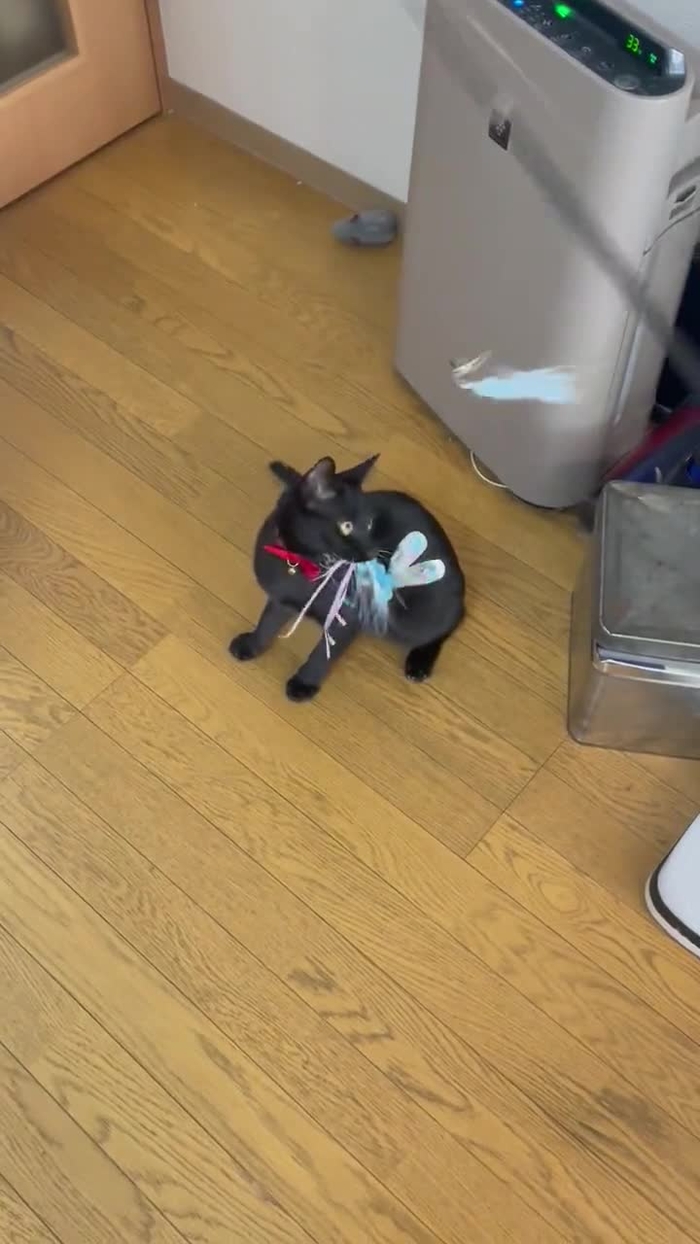 美東澪🐈🐈‍⬛みおっぱい🐈🐈‍⬛🍜 mitoumio 3