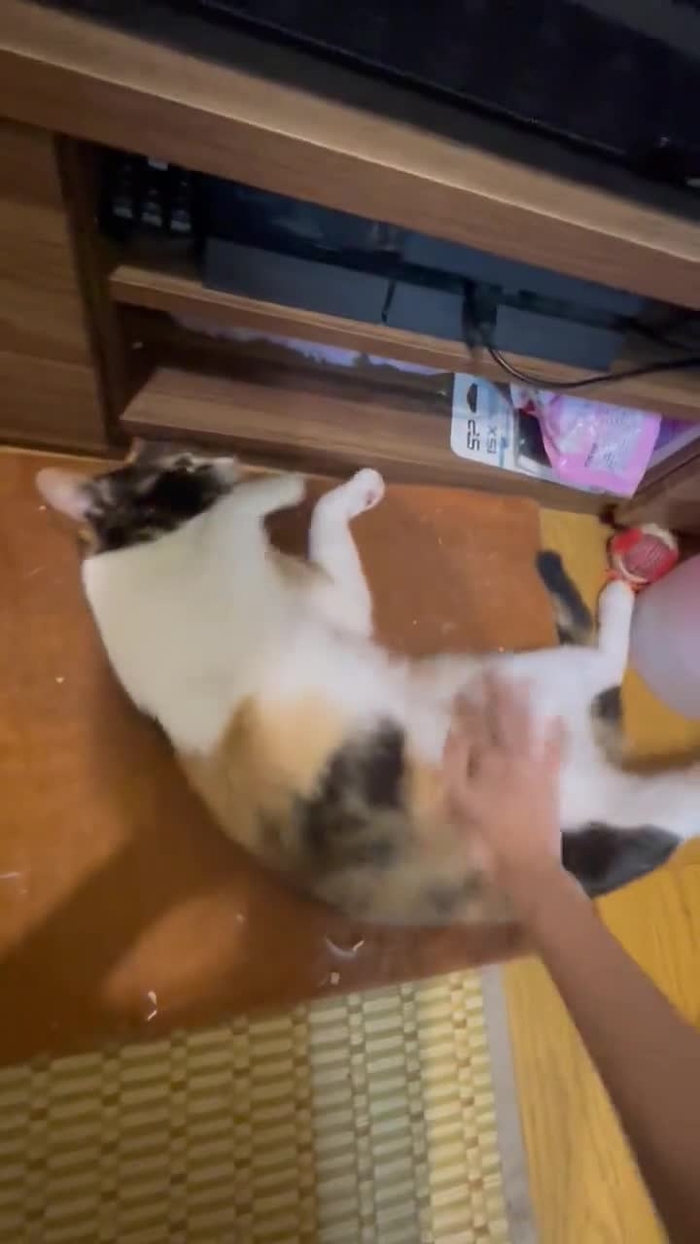 美東澪🐈🐈‍⬛みおっぱい🐈🐈‍⬛🍜 mitoumio 6