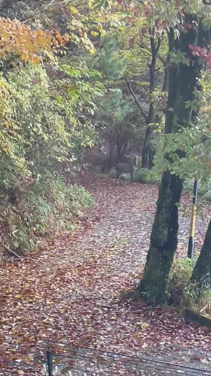 🪖⛏🦕🦖日暮りん🦖🦕⛏🪖 rindinosaur 6
