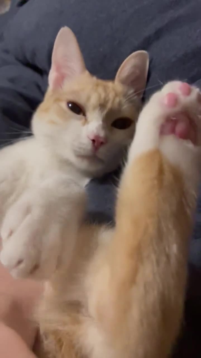 美東澪🐈🐈‍⬛みおっぱい🐈🐈‍⬛🍜 mitoumio 7