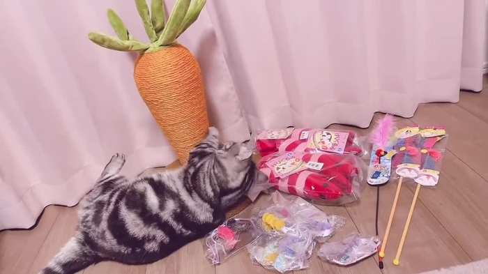 月城せいにゃん🐱11/4生誕🎂💕 s2yn8 1