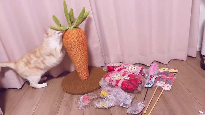 月城せいにゃん🐱11/4生誕🎂💕 s2yn8 2