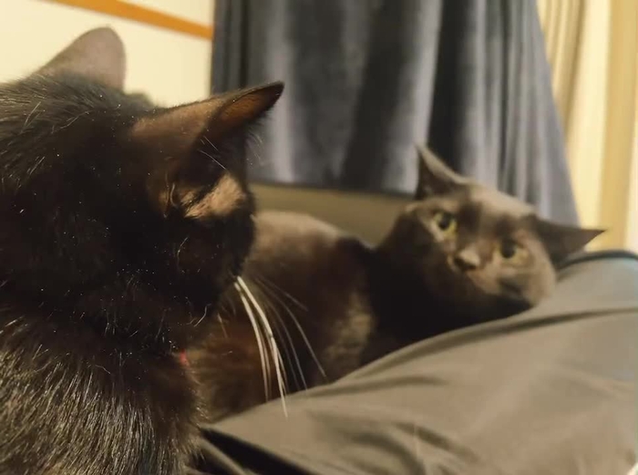 美東澪🐈🐈‍⬛18日コスホリ/31日コミケ🐈🐈‍⬛🍜 mitoumio