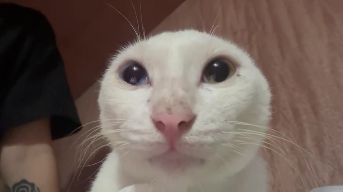 ⊹ ʚ 𝓴𝓪𝓲 ɞ ⊹ _kaichumchum 1