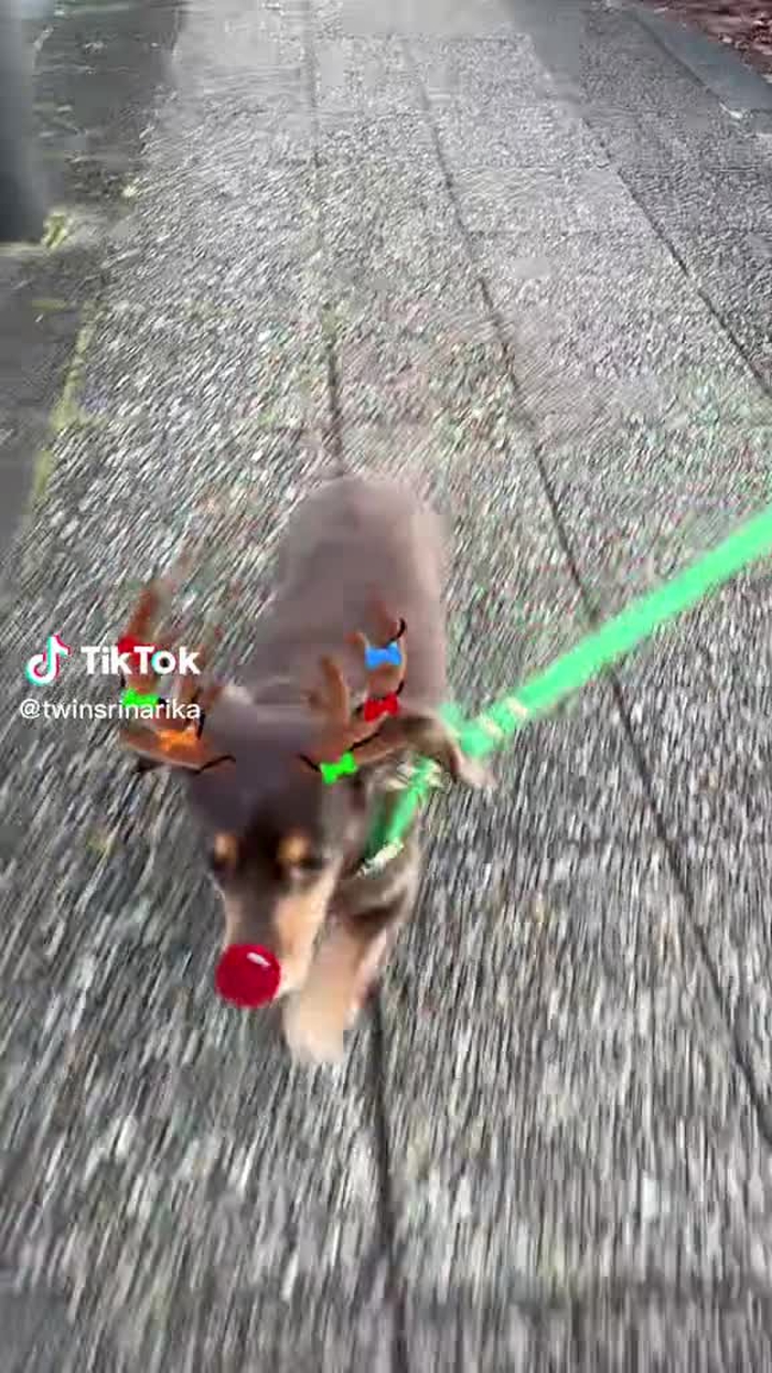 ちびトナカイさん🎄🎅#クリスマス #merrychristmas2022