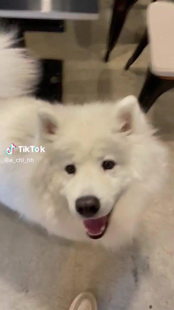 저희 집에는 솜사탕 기계가 있읍네다... #fyp #puppy #dog #사모예드 #털갈이