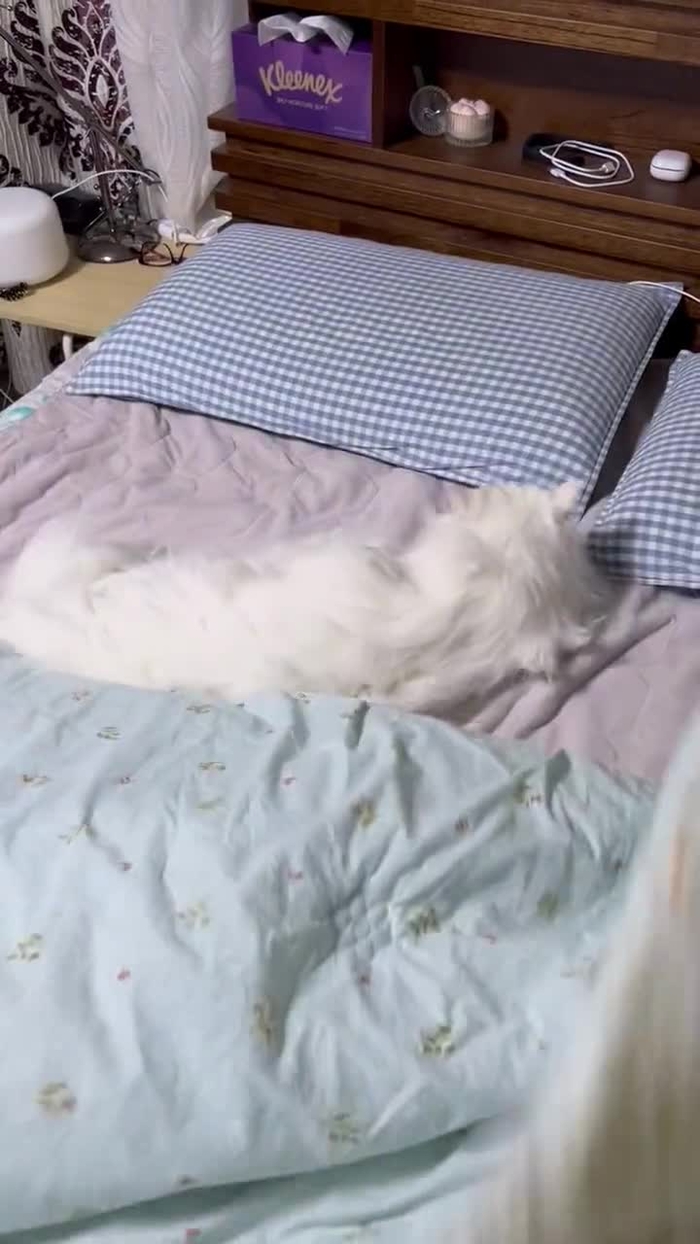 솜버💖 CosSomber 5
