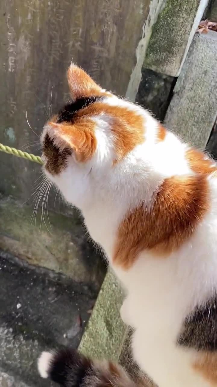 ラン猫 ran_neko_me