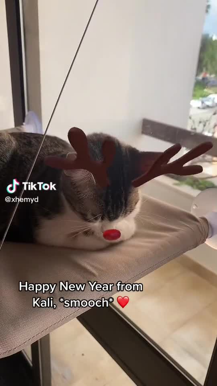 HAPPY NEW YEAR YALL, ILYSM! 🥰🫶 #cat #gato #newyear #happynewyear