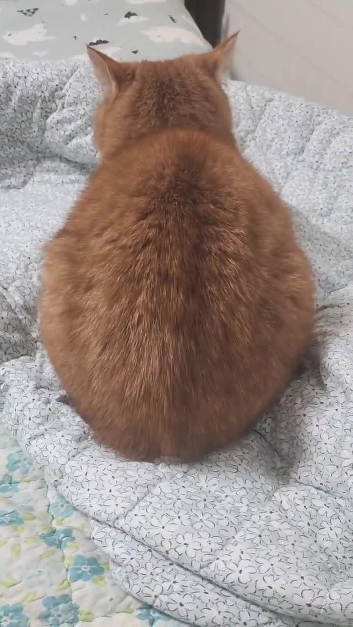 🐇しらゆき_SeolMyo 🐿 SquirrelBe1021 7